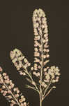 Southern pepperwort